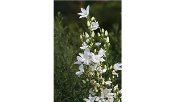 Gartenbaumschule Becker