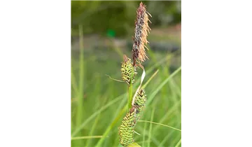 Gartenbaumschule Becker