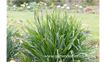 Gartenbaumschule Becker