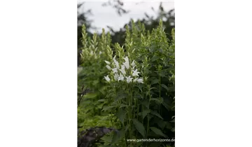 Gartenbaumschule Becker