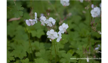 Gartenbaumschule Becker