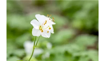 Gartenbaumschule Becker