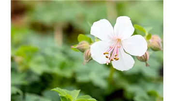 Gartenbaumschule Becker