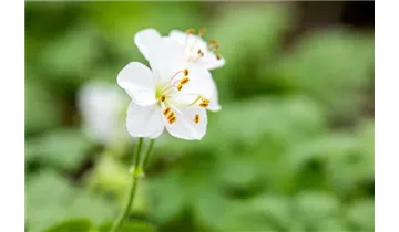 Gartenbaumschule Becker