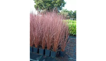 Gartenbaumschule Becker