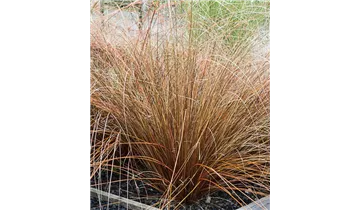 Gartenbaumschule Becker