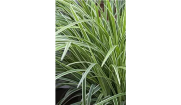 Gartenbaumschule Becker