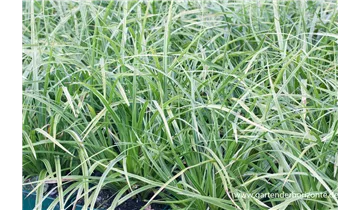 Gartenbaumschule Becker