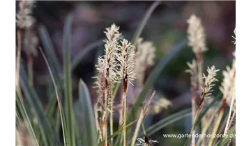 Gartenbaumschule Becker