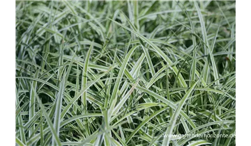 Gartenbaumschule Becker