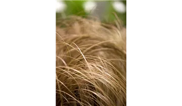 Gartenbaumschule Becker