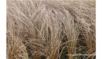 Gartenbaumschule Becker