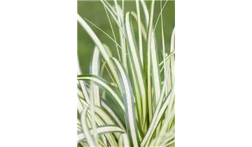 Gartenbaumschule Becker