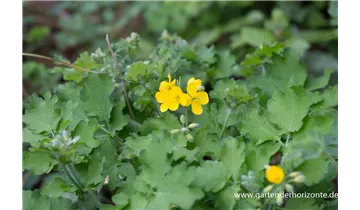 Gartenbaumschule Becker