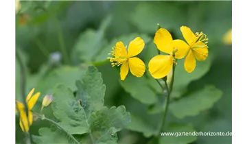 Gartenbaumschule Becker