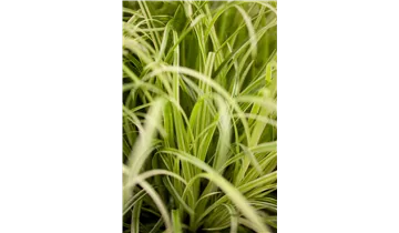 Gartenbaumschule Becker