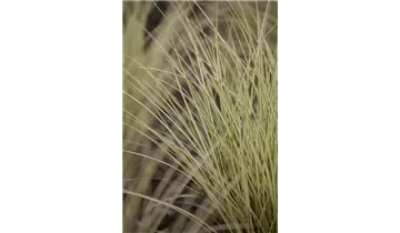 Gartenbaumschule Becker