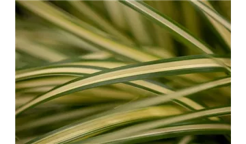 Gartenbaumschule Becker