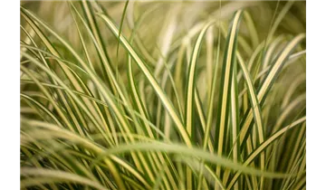 Gartenbaumschule Becker