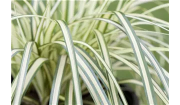 Gartenbaumschule Becker