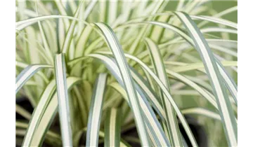 Gartenbaumschule Becker