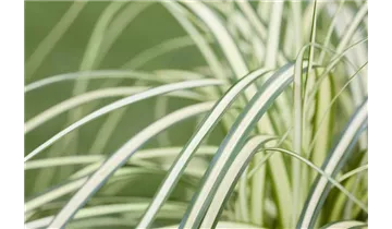 Gartenbaumschule Becker