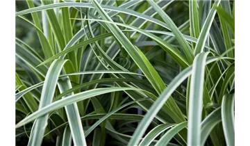 Gartenbaumschule Becker