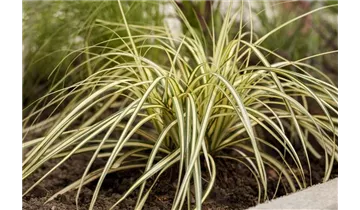 Gartenbaumschule Becker