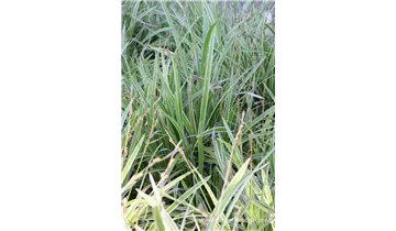 Gartenbaumschule Becker