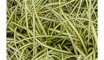 Gartenbaumschule Becker