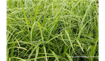 Gartenbaumschule Becker