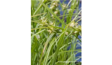 Gartenbaumschule Becker