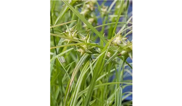 Gartenbaumschule Becker