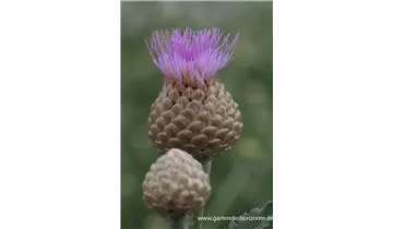 Gartenbaumschule Becker