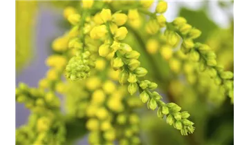 Gartenbaumschule Becker