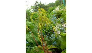 Gartenbaumschule Becker