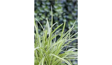 Gartenbaumschule Becker