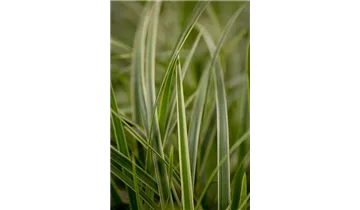 Gartenbaumschule Becker