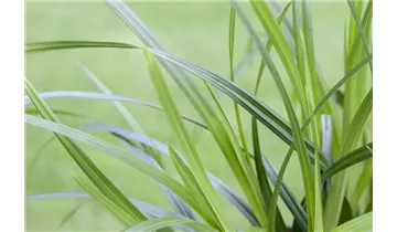 Gartenbaumschule Becker