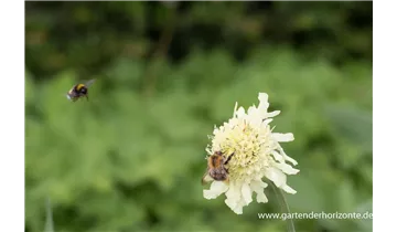 Gartenbaumschule Becker