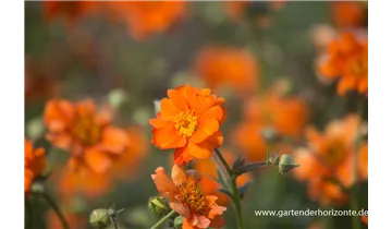 Gartenbaumschule Becker