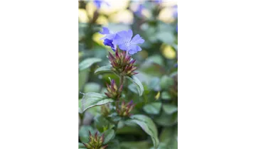 Gartenbaumschule Becker