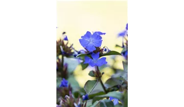 Gartenbaumschule Becker