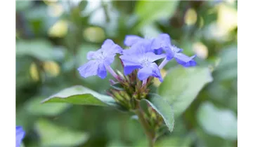 Gartenbaumschule Becker