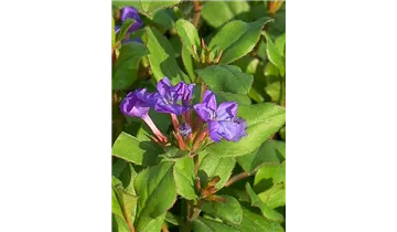 Gartenbaumschule Becker