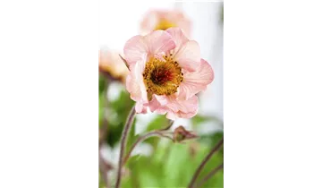 Gartenbaumschule Becker