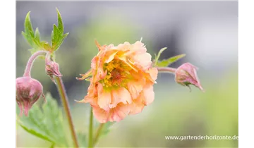 Gartenbaumschule Becker