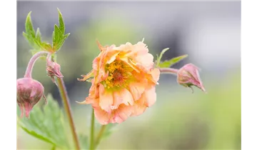 Gartenbaumschule Becker