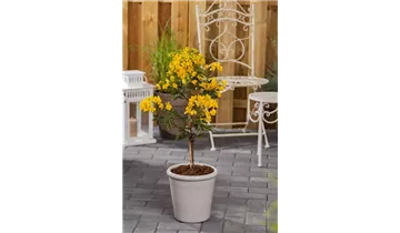 Gartenbaumschule Becker