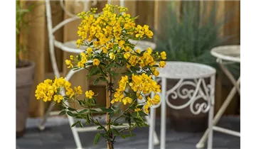 Gartenbaumschule Becker